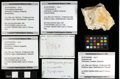 Foto (Objekt + Etiketten) von Munidopsidae sp. 